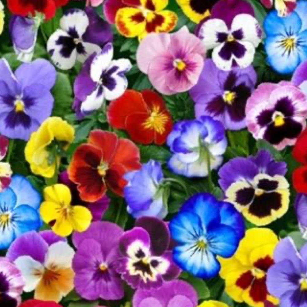 Meet your Posher, Denise